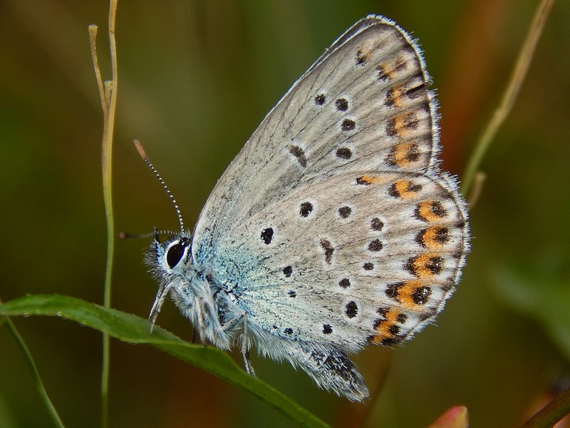 Plebejus argyrognomon